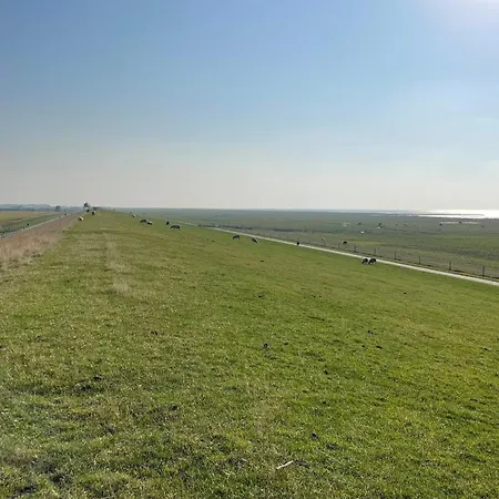 Seestern Dorumer Neufeld