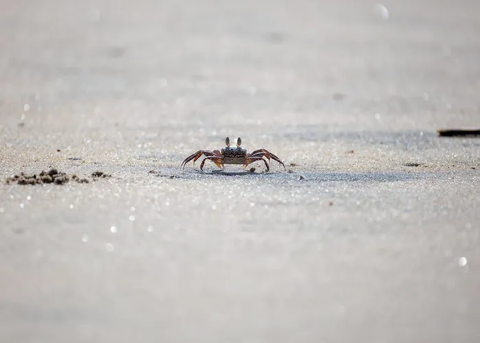 別荘 Seestern ドルム・ノイフェルト