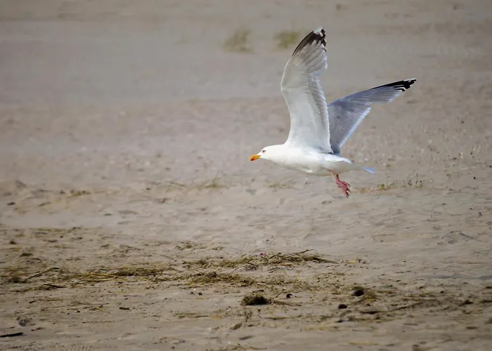 別荘 Seestern ドルム・ノイフェルト